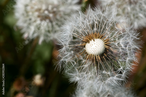 Lot of dandelion. white ball of seeds on green grass. background. close up