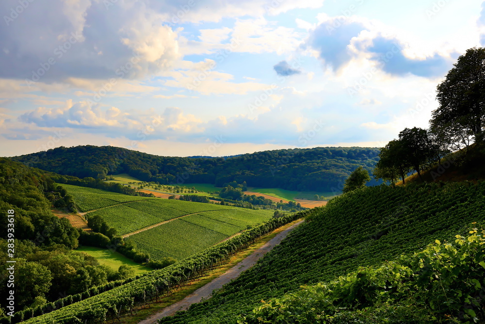 Obraz premium Weinberge bei Castell in Unterfranken