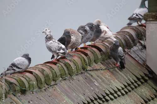 Tauben bei Regen auf Dach