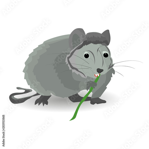 Gray rat sits and nibbles on a bamboo, on a white background,