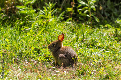 Very Young Eastern Cottontail Rabbit in Nature against the Sun © Gilberto Mesquita