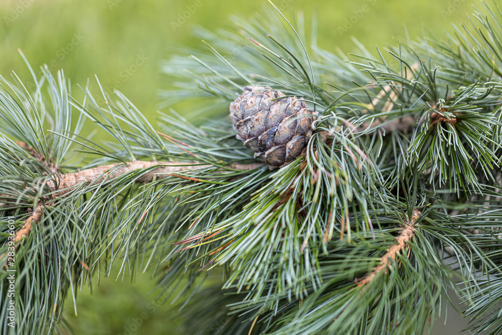 Branches of a swiss stone pine with stone pine cones Branches of a swiss stone pine with stone pine cones