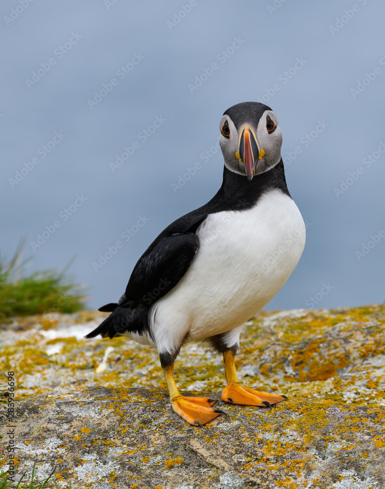 Naklejka premium Atlantic Puffin Standing on Cliff's Rock against Blue Sea Water Background, Portrait