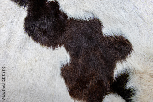 Fototapeta Naklejka Na Ścianę i Meble -   brown Cow skin coat with fur black white and brown spots