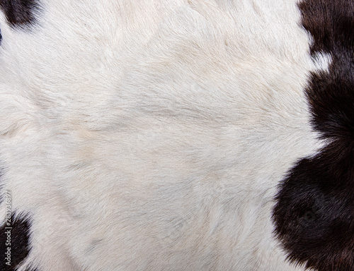  brown Cow skin coat with fur black white and brown spots