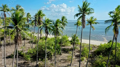 A forest of palm trees on a sunny day