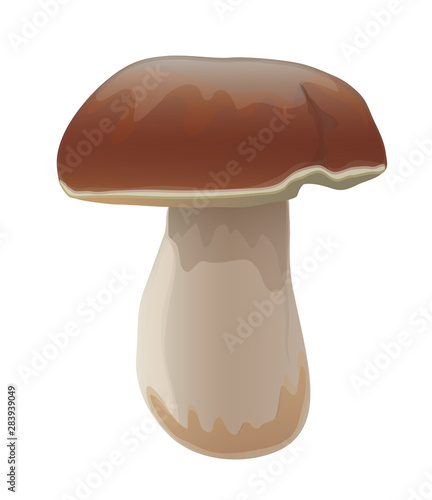Porcini mushroom vector isolated. Organic vegetarian product. Boletus Edulis