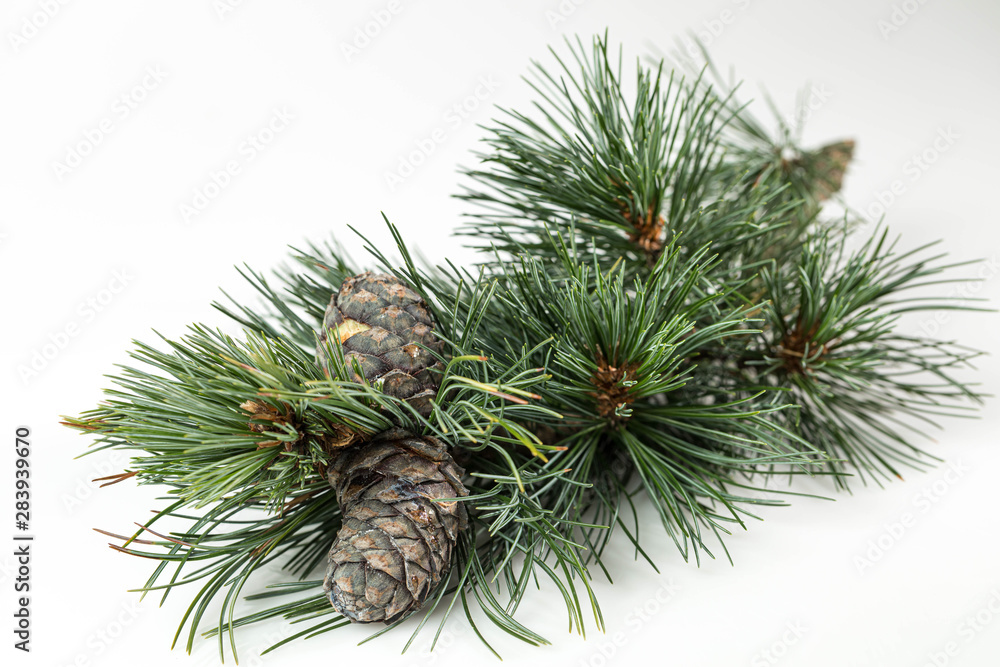Branches of a swiss stone pine with stone pine cones Branches of a swiss stone pine with stone pine cones