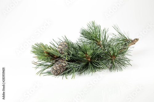 Branches of a swiss stone pine with stone pine cones