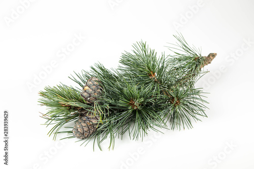 Branches of a swiss stone pine with stone pine cones