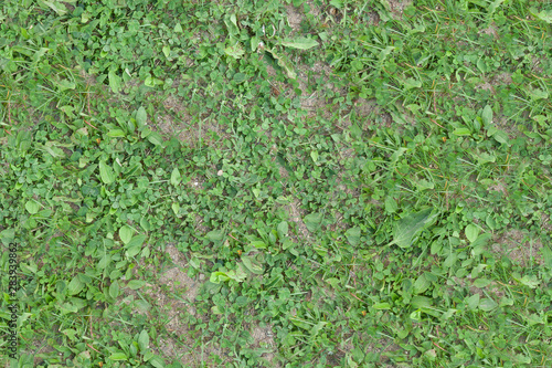 seamless grass texture, trampled grass on the ground, high resolution seamless texture