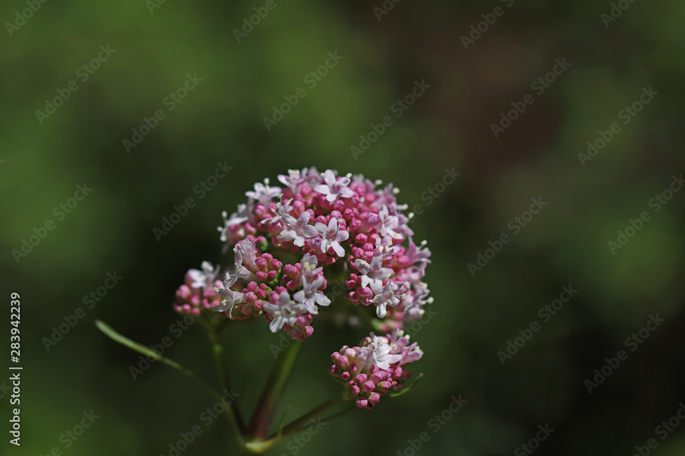 Catweed Plant ; Valeriana Officinalis Catweed Plant ; Valeriana Officinalis