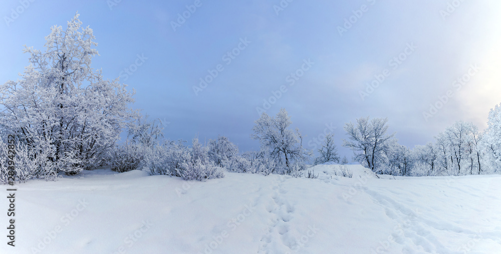 winter mountain landscape with snowy trees and snow