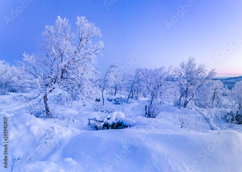 winter mountain landscape with fir trees and snow