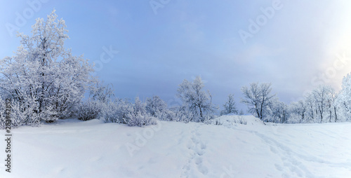 winter mountain landscape with snowy trees and snow © Rhiannon J Matravers