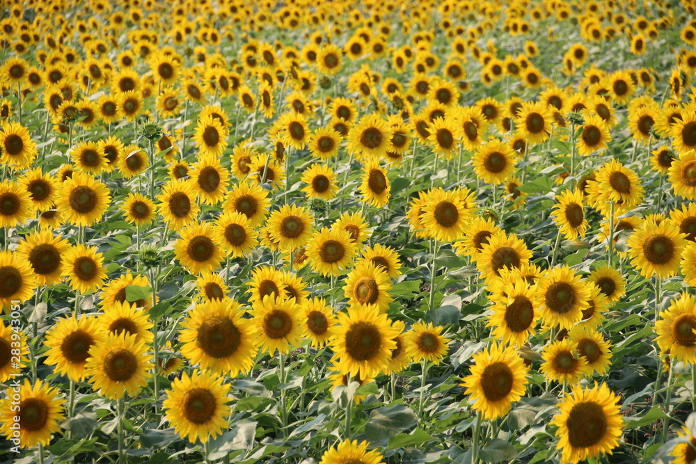 座間ひまわり畑の花 座間ひまわり畑の花