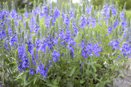 Fototapeta Naklejka Na Ścianę i Meble -  Closeup veronica austriaca subsp. teucrium commonly known as broadleaf speedwell with blurred background in garden