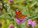 butterfly peacock eye drinks nectar on flowers