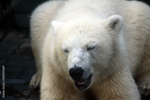 Close up portrrait of polar bear against dark background