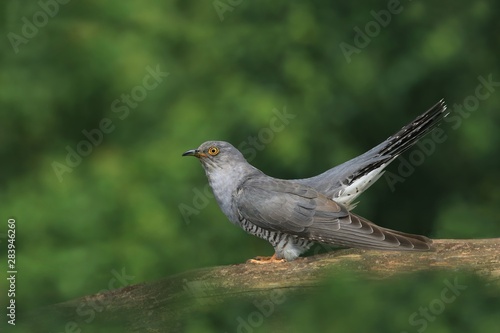 Common cuckoo (Cuculus canorus) cuckoo sitting on branches. Wild bird in a natural habitat. Wildlife Photography. European cuckoo. © Monikasurzin