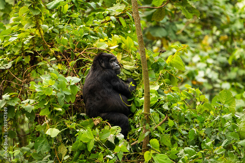 A mountain gorilla sitting in the forest of Bwindi Nationalpark Uganda © Mathias