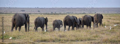 Photography Line of African Elephants Panorama, Amboseli National Park, Kenya