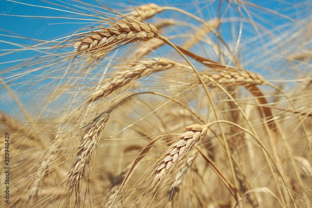 Rye field under the summer hot sun, ripe ears of rye Rye field under the summer hot sun, ripe ears of rye