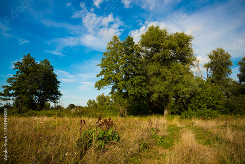 Picturesque summer country field with grass and trees © Alex Shevchenko