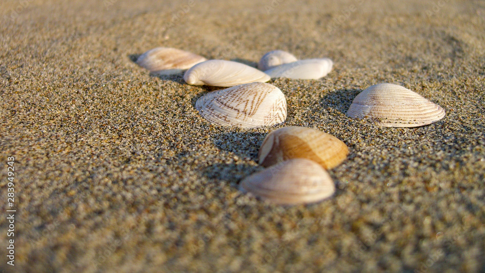 Conchiglie sulla sabbia della spiaggia al tramonto Conchiglie sulla sabbia della spiaggia al tramonto