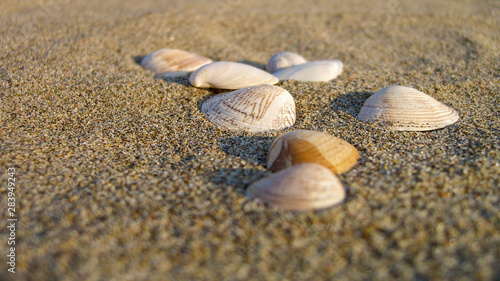Conchiglie sulla sabbia della spiaggia al tramonto