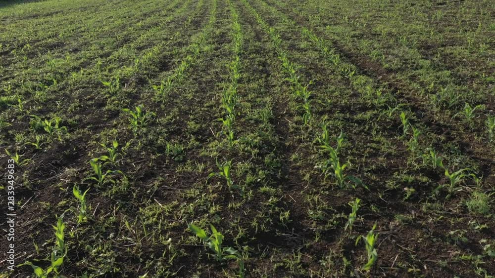 Young crops of corn Zea Mays from drone perspective 4K footage Young crops of corn Zea Mays from drone perspective 4K footage