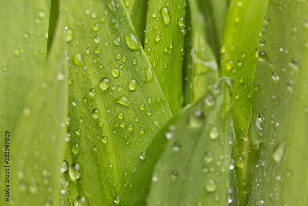 Greens close-up. Green leaves with drops of water. Juicy greens. Greens close-up. Green leaves with drops of water. Juicy greens.