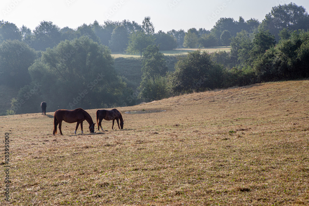 Hügellandschaft mit Pferden in der Morgensonne
