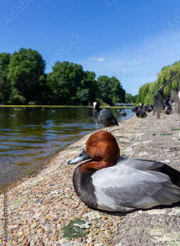 duck wildlife aythya in london parks photo