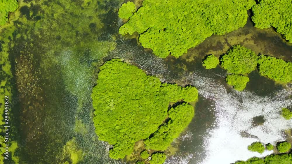 Aerial panoramic mangrove forest view in Siargao island,Philippines. Mangrove landscape Aerial panoramic mangrove forest view in Siargao island,Philippines. Mangrove landscape
