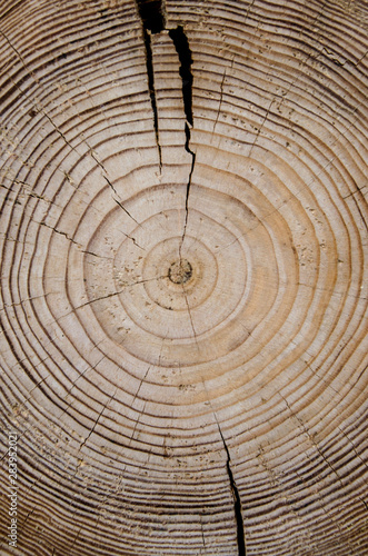 Concentric annual rings on a log