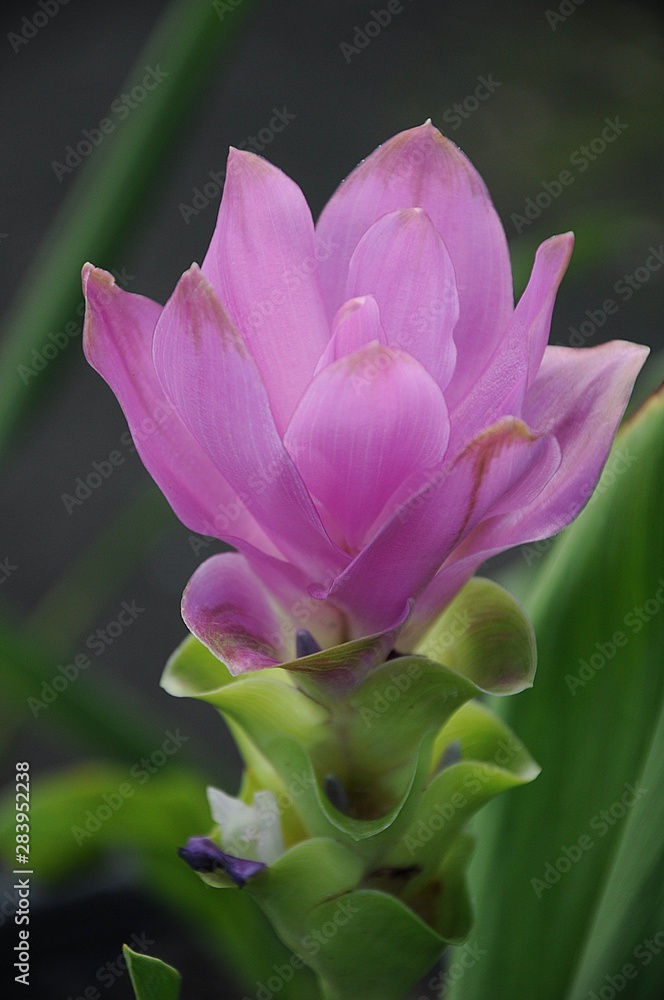 Fototapeta premium Siam Tulip, Summer Tulip, Curcuma