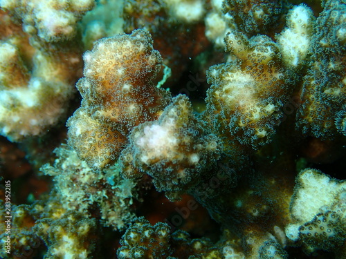 Koralle (macro)