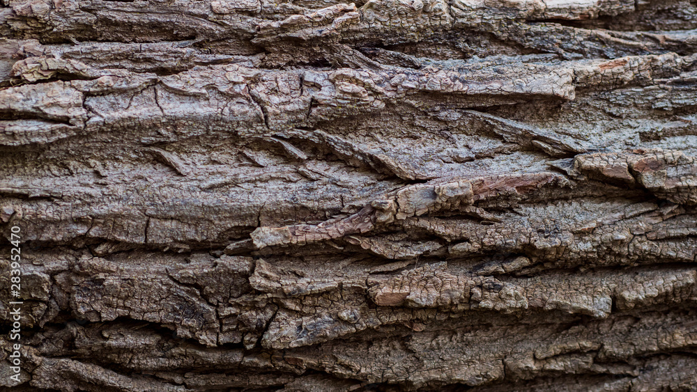 Tree bark texture, embossed bark Tree bark texture, embossed bark