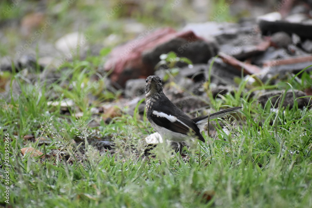 sparrow on grass sparrow on grass