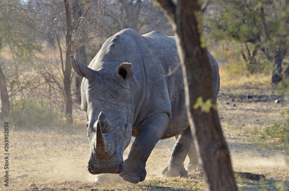 Fototapeta premium Nashorn