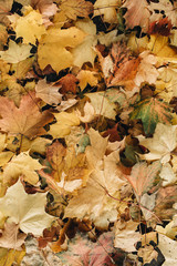 Autumn and fall composition. Colorful orange, yellow, green maple leaves background. Flat lay, top view. Fall concept.