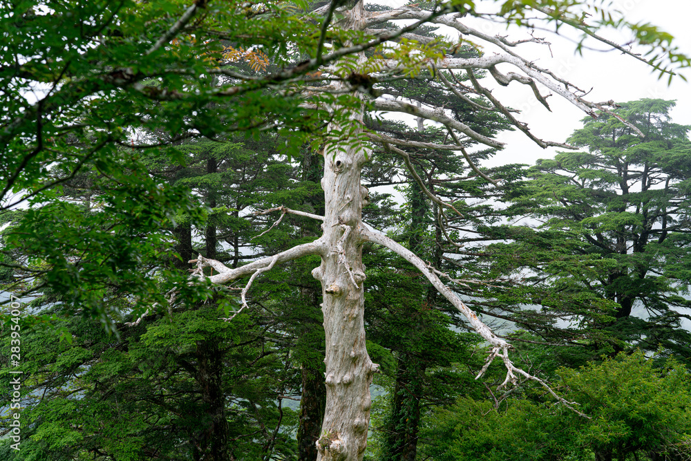 Fototapeta premium Mount Tsurugi in Tokushima, Japan