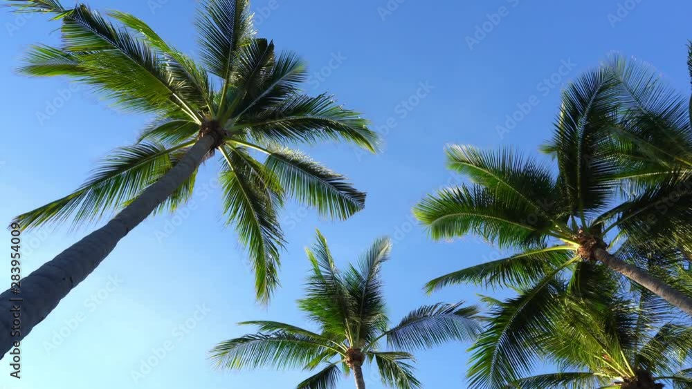 Palm tree blowing in the breeze on beautiful summer day, still shot Palm tree blowing in the breeze on beautiful summer day, still shot