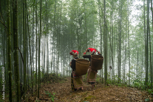 Vietnamese ethnic minority Red Dao women in traditional dress and basket on back in misty bamboo forest in Lao Cai, Vietnam photo