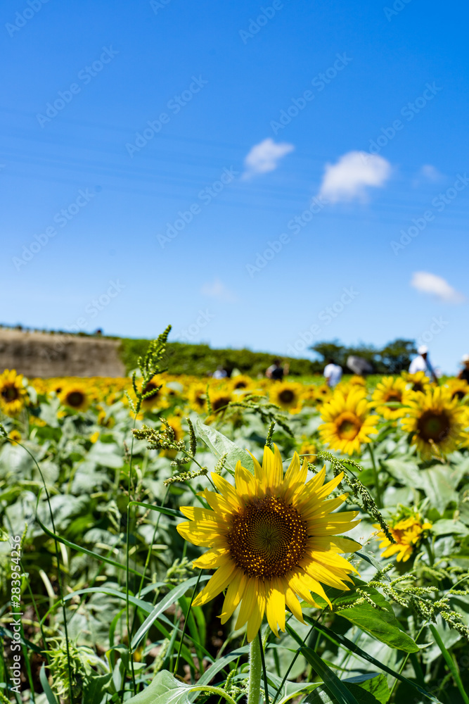 Obraz premium ひまわり