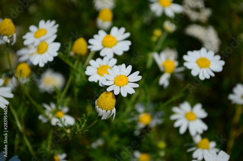 Chamomile field flowers border. Beautiful nature scene with blooming medical chamomilles in sun flare