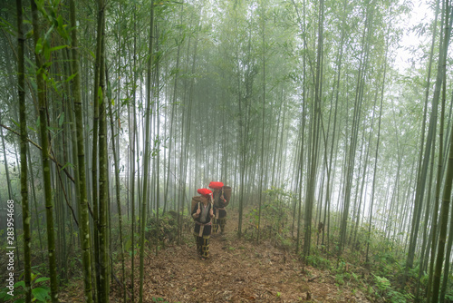 Vietnamese ethnic minority Red Dao women in traditional dress and basket on back in misty bamboo forest in Lao Cai, Vietnam photo