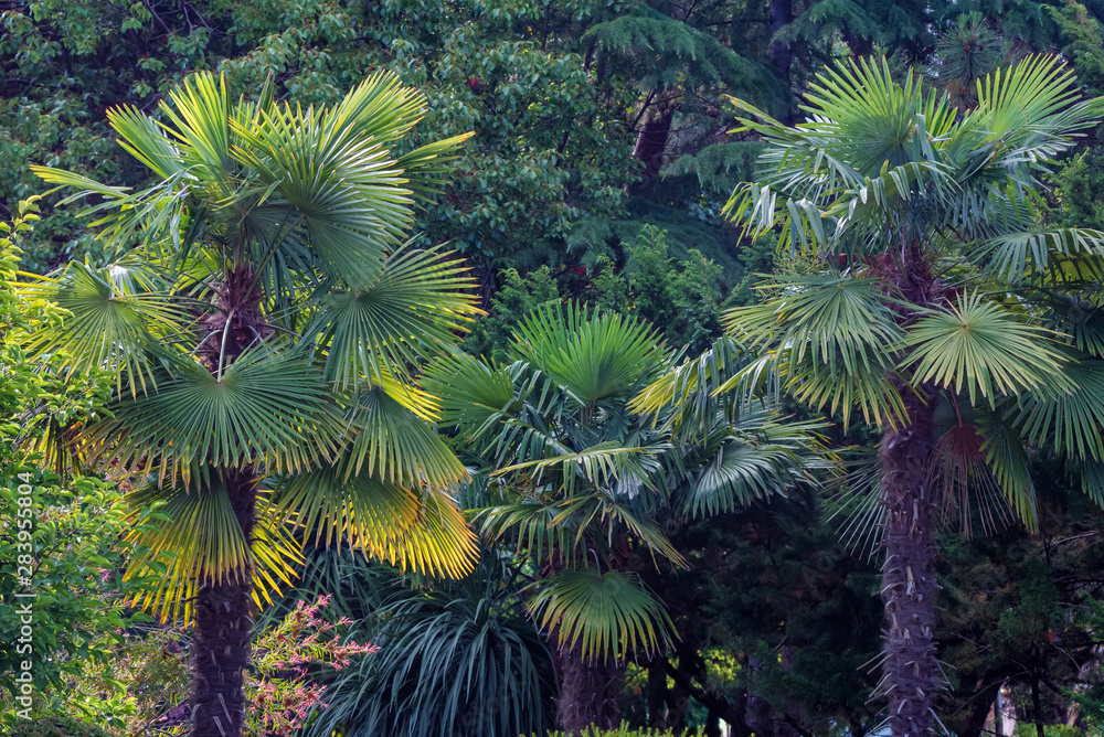 Naklejka premium View of different green trees in park. Fir and palm tree together