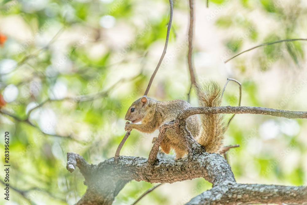 Tree squirrel eating an acorn